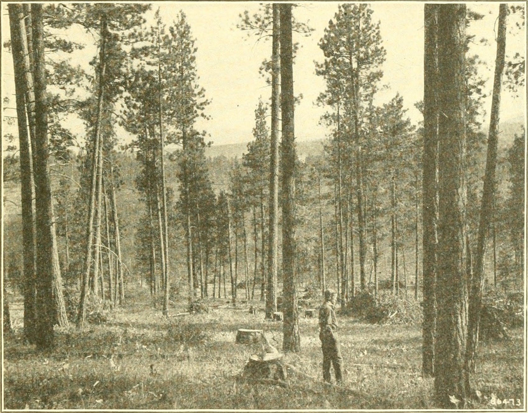 JIGGER JOHNSON - USFS PIONEER
