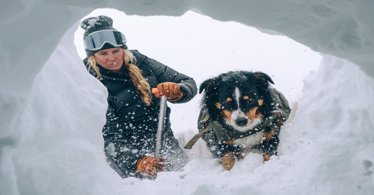 Remarkable Skills of an Avalanche Rescue Dog