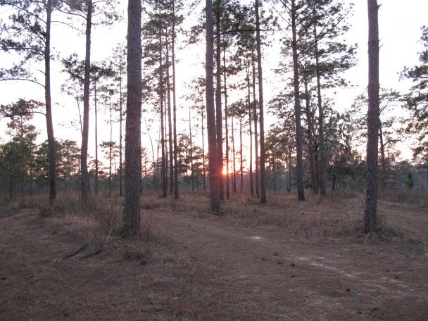The Last Best Quail Country with T. Edward Nickens