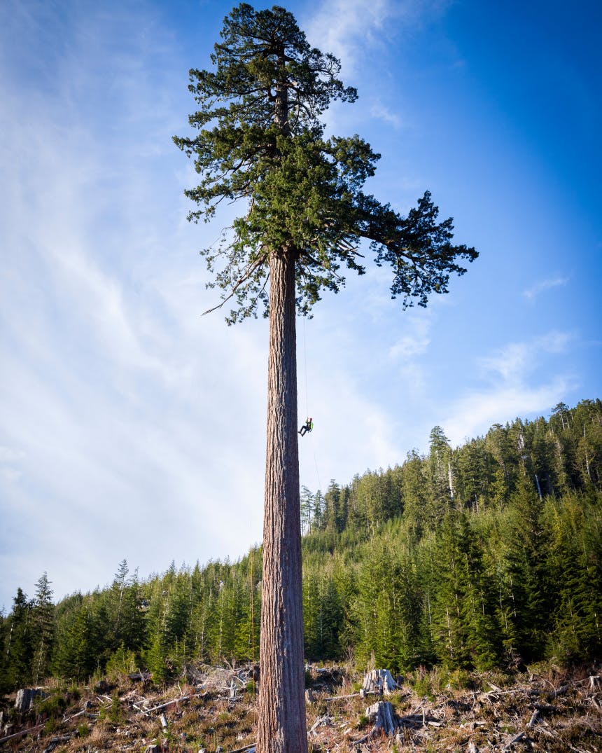 Logger Dennis Cronin’s Unexpected Legacy