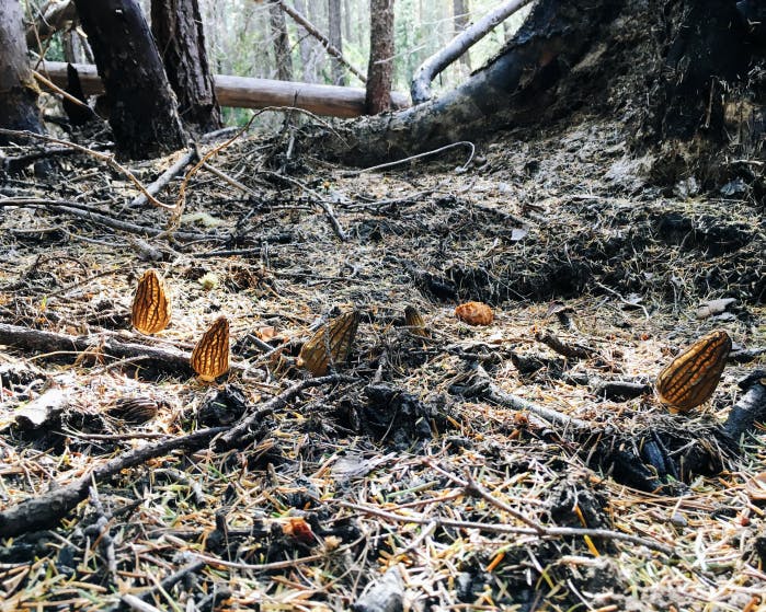 Filson Food: Field to Table Morel Mushroom & Ricotta Appetizer