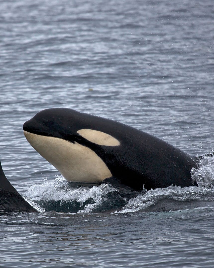 Oceans Initiative: on a mission to protect marine life