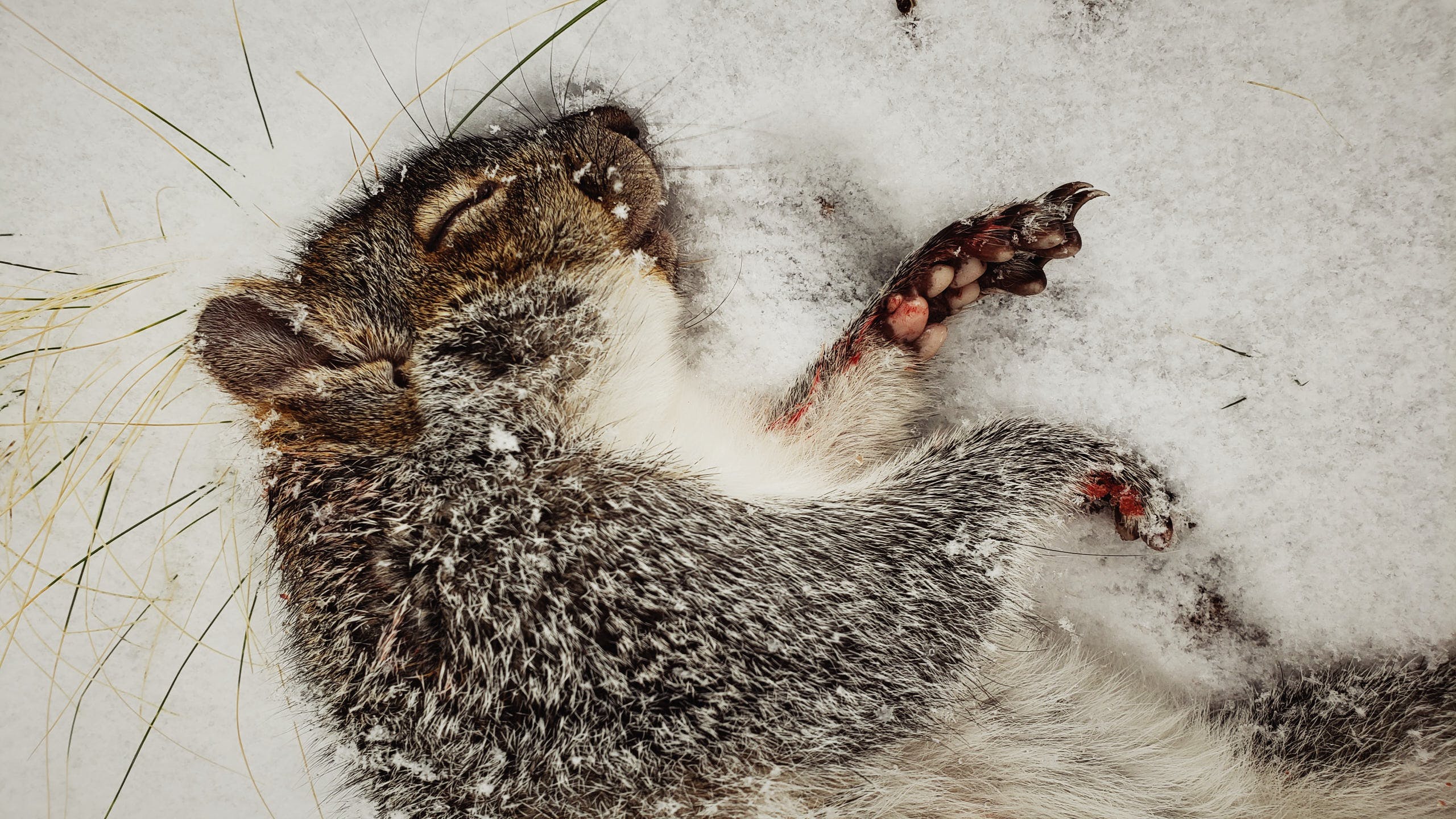 Filson Food: Squirrel Carnitas
