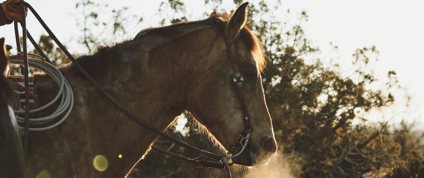 For Clint Mortenson, Horsemanship is the Key to Happiness