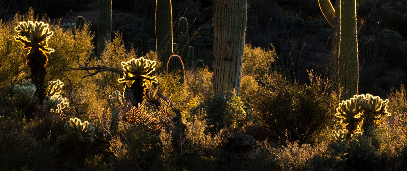 Top 5 Medicinal Plants of the Southwest