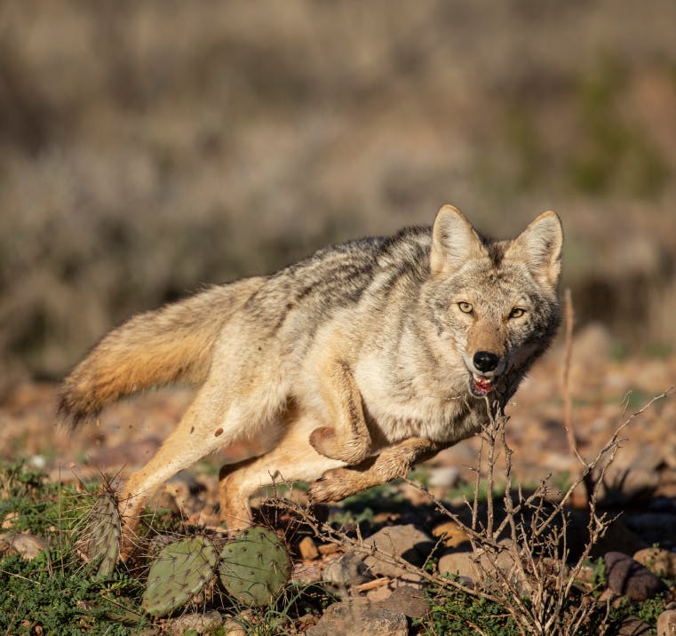 Wyman Meinzer: Capturing the Soul of the Wild