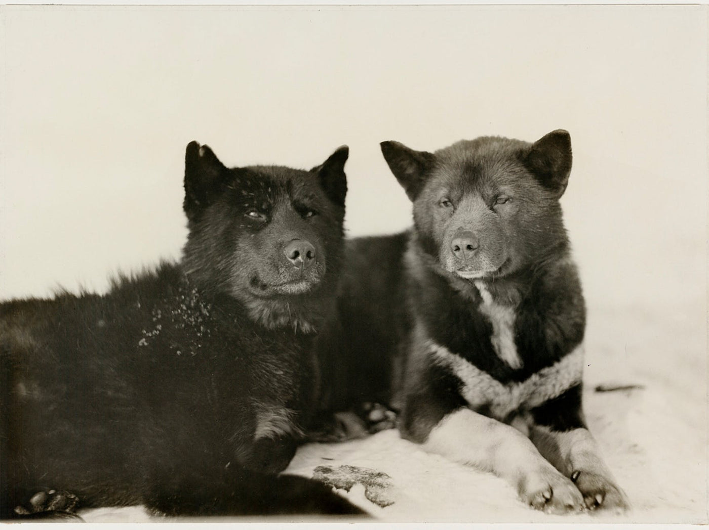 Ode to the Husky, Champion of the Great White North