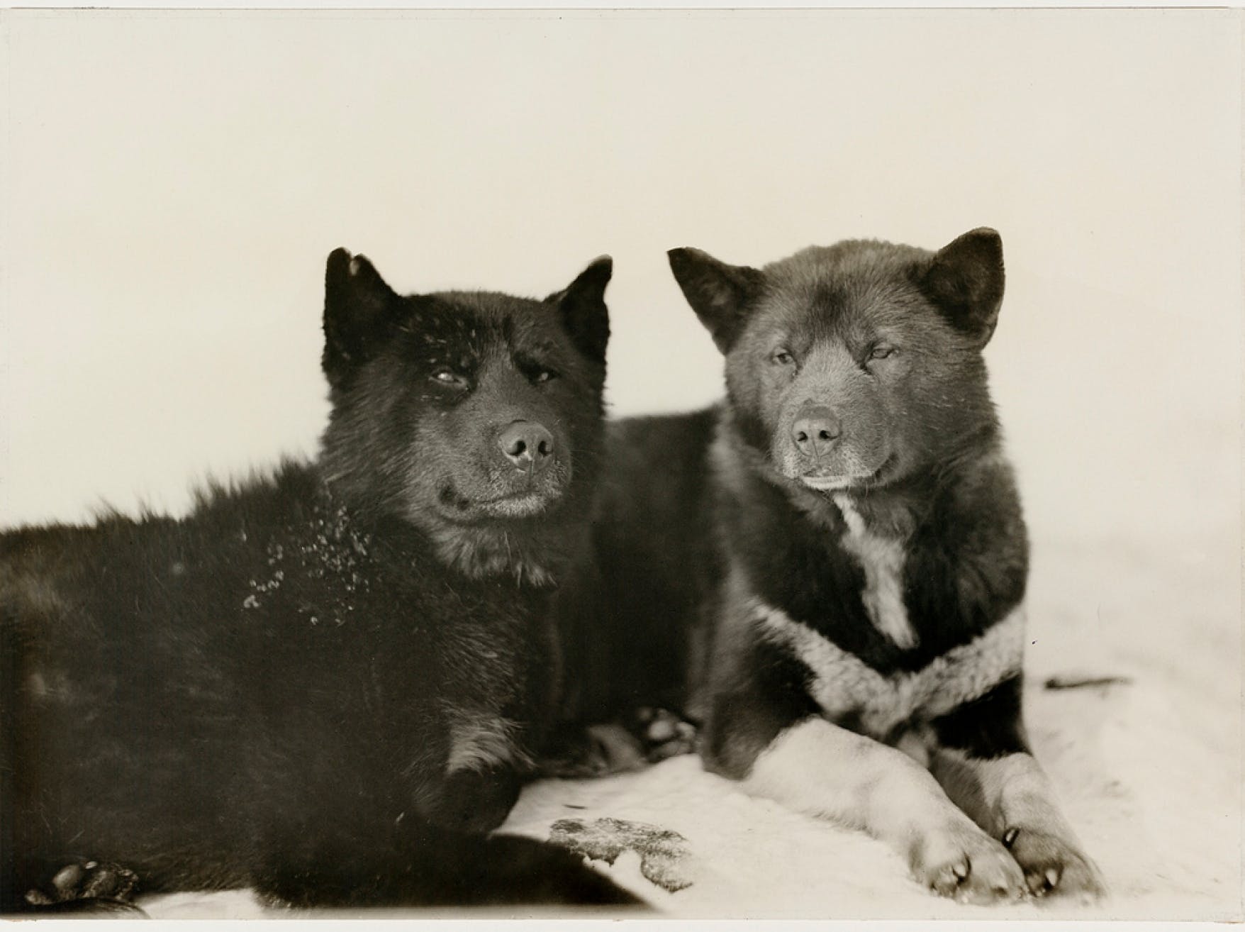Ode to the Husky, Champion of the Great White North