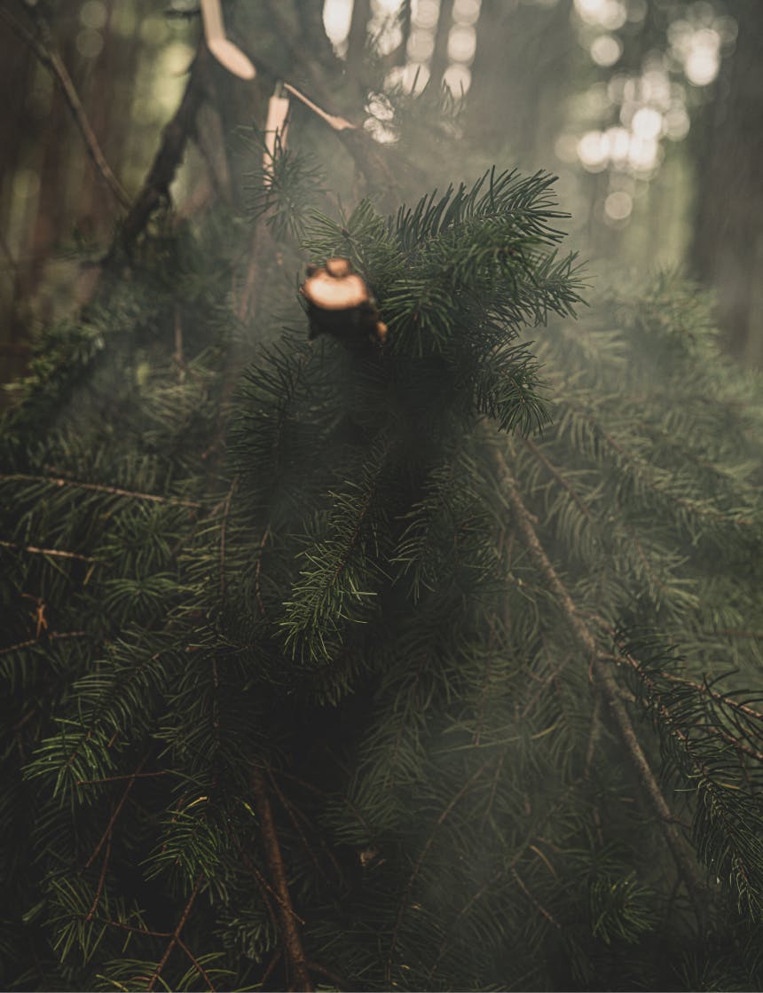 DIY: Campfire Smoked Venison Jerky