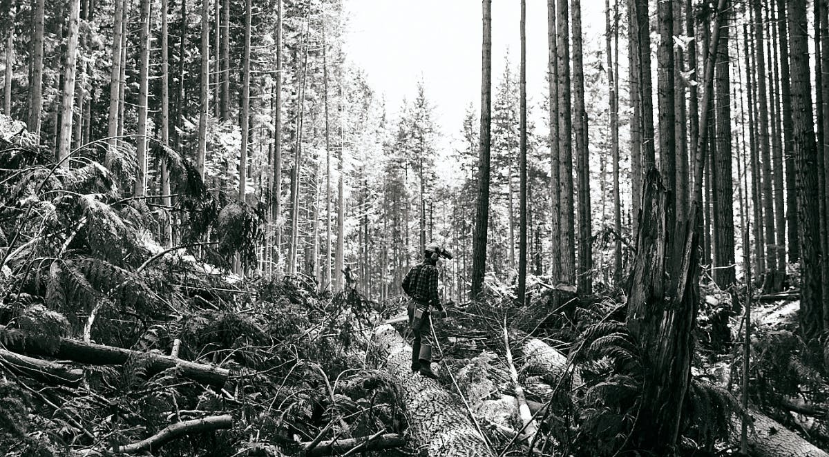 Sustainable Logging For Healthy Forests