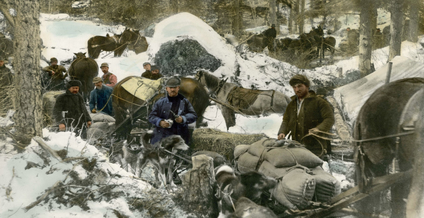 The Pack Horses and Mules of White Pass Trail