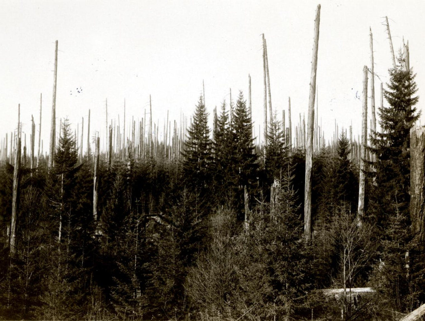 National Forest Elemental series. Fires in the Forests: A Gift of the Gods