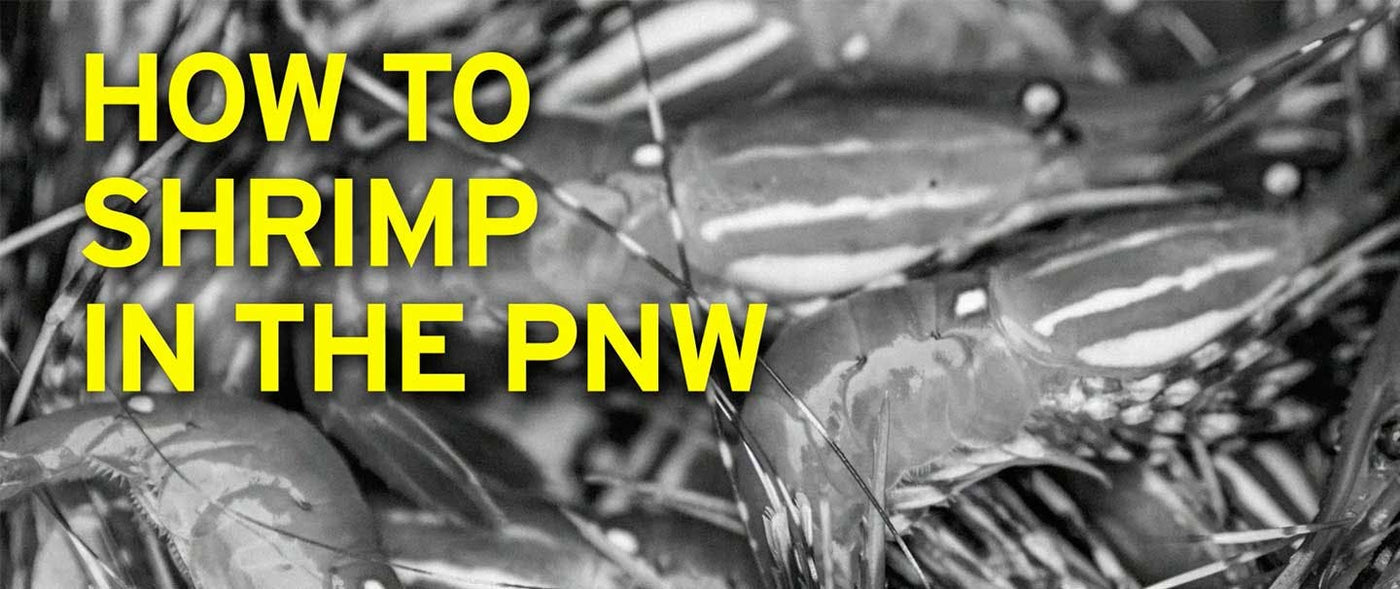 How to Shrimp in the PNW