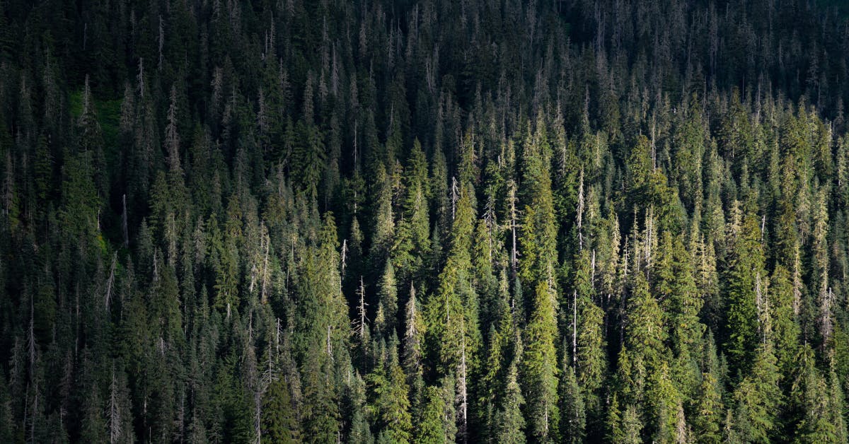 How to Filson's Guide to Conifers of the Cascades